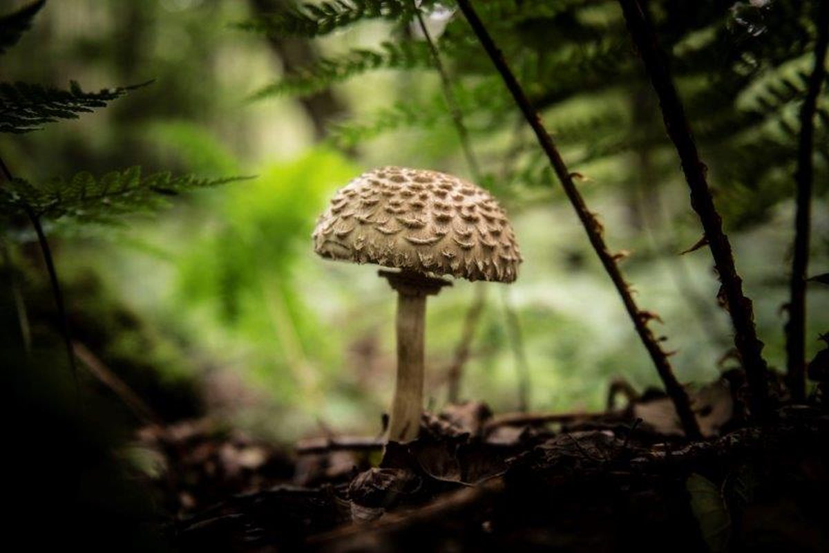 Pilz im Wald